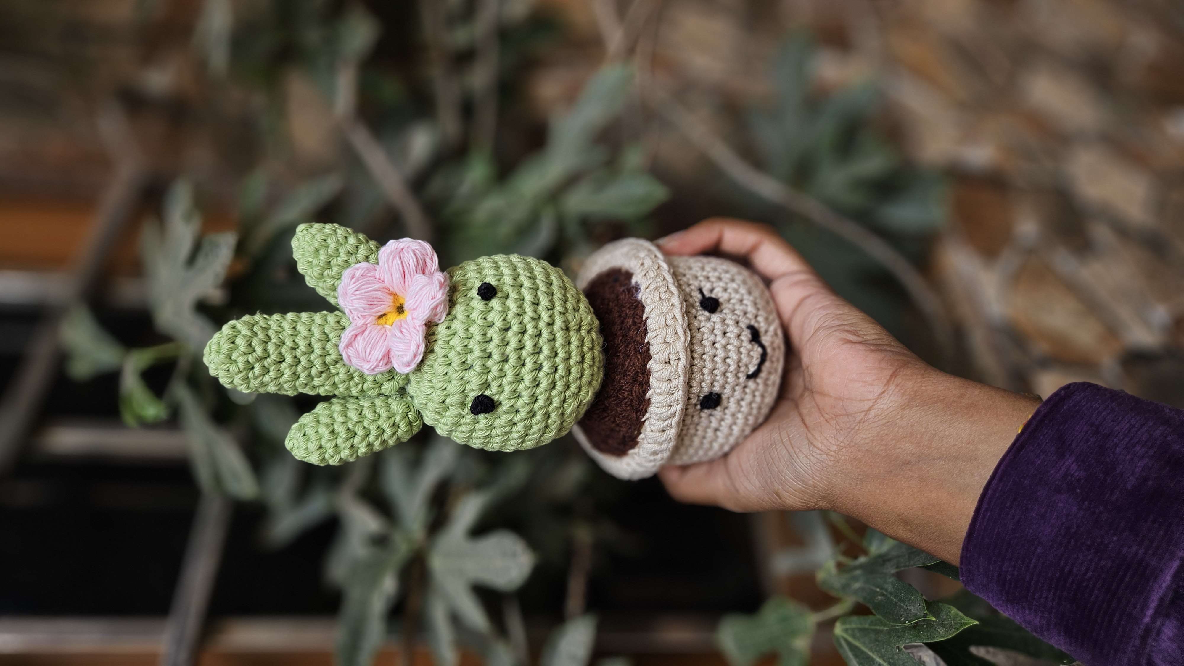 Cactus pot