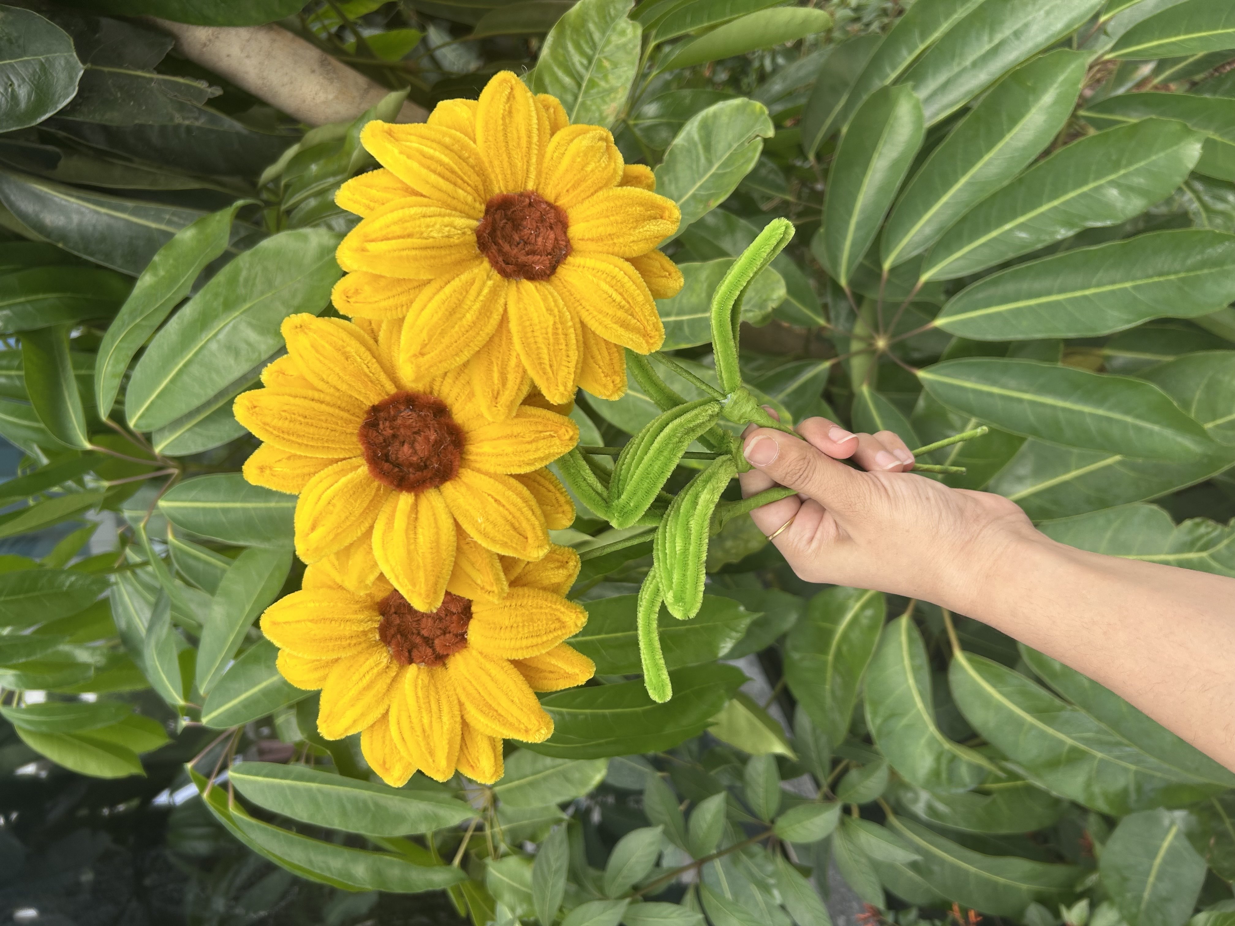 Single sunflower